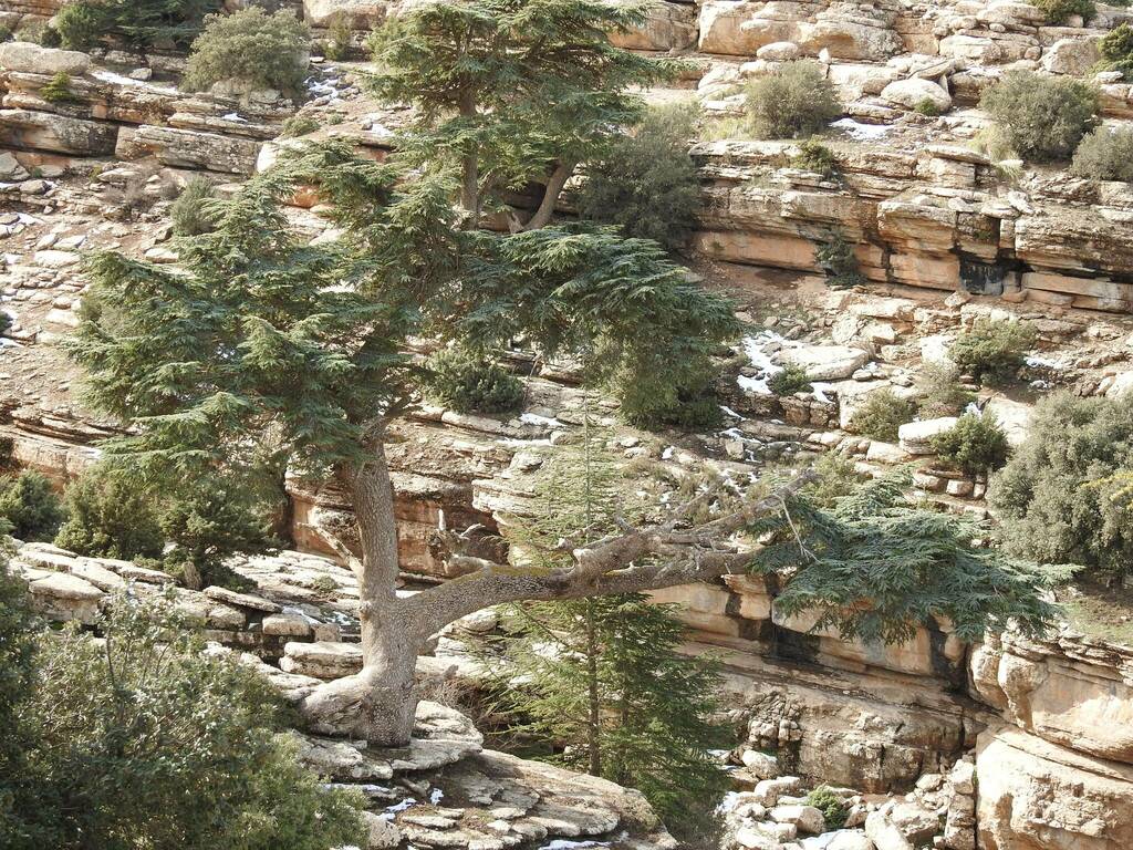 Lebanese Cedar &