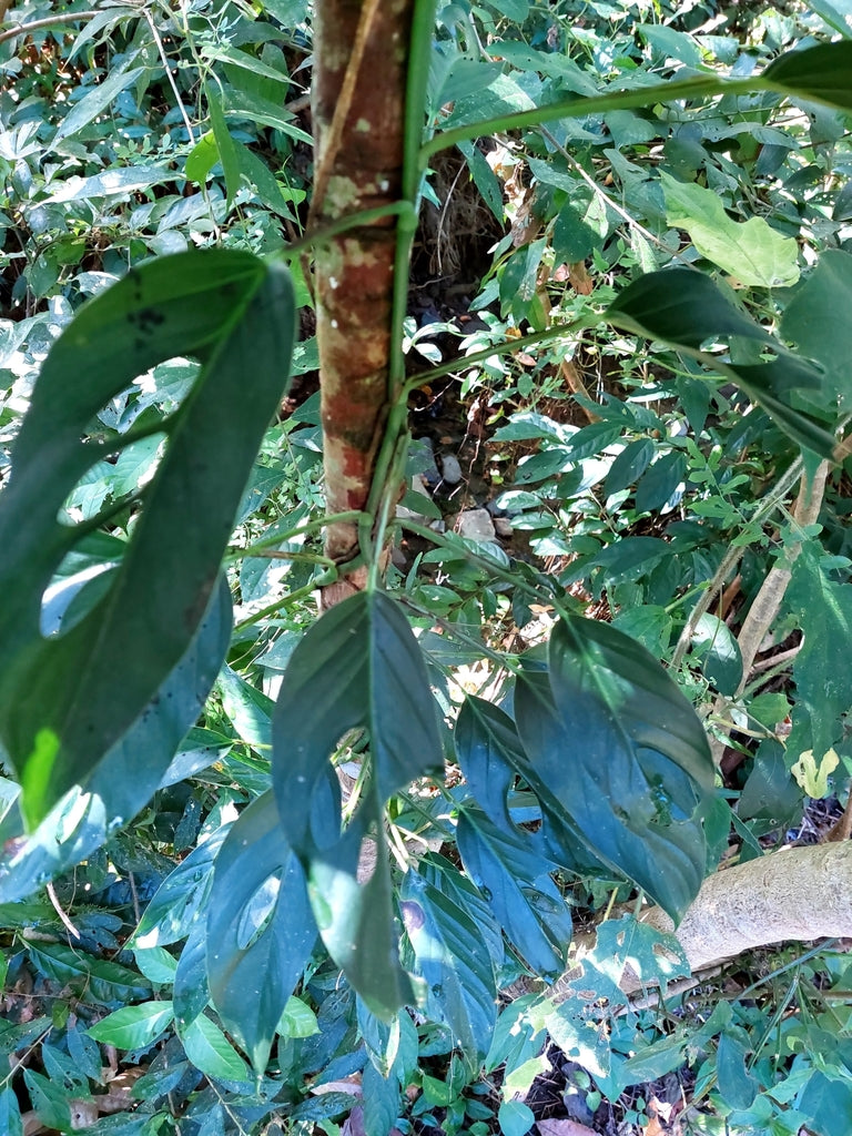4" Monstera Adansonii Swiss Cheese plant photo