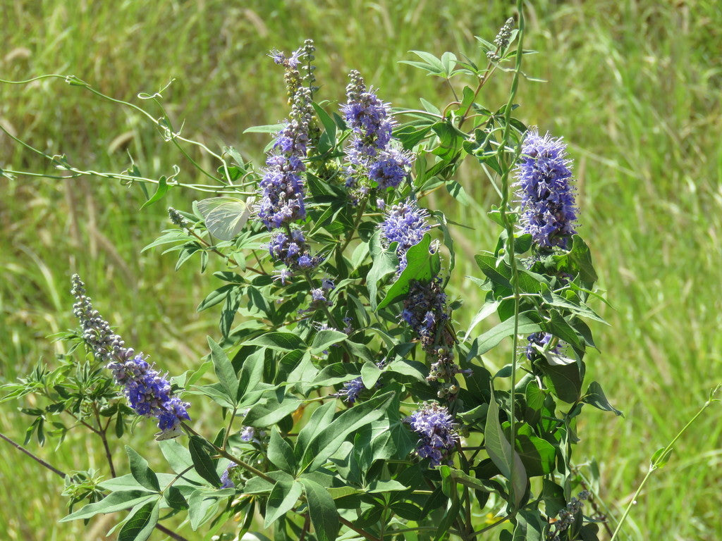 Vitex Angus-Castus