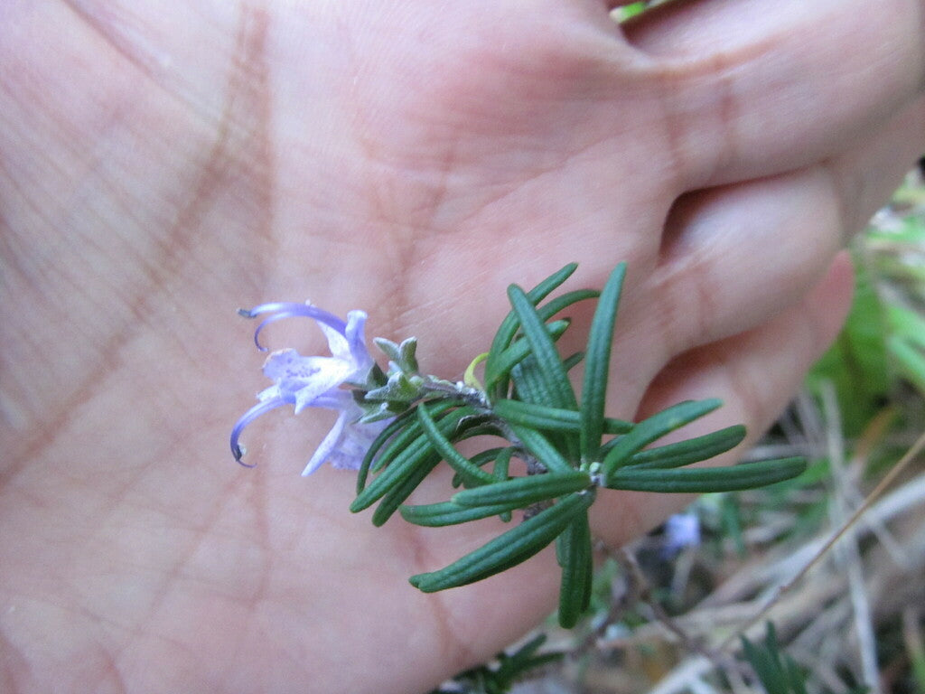 6" Rosemary Upright plant photo