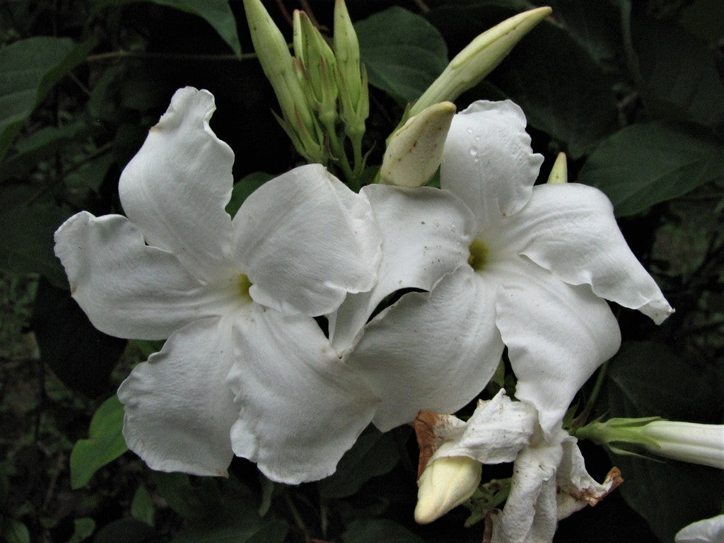 10" Mandevilla Tripod plant photo