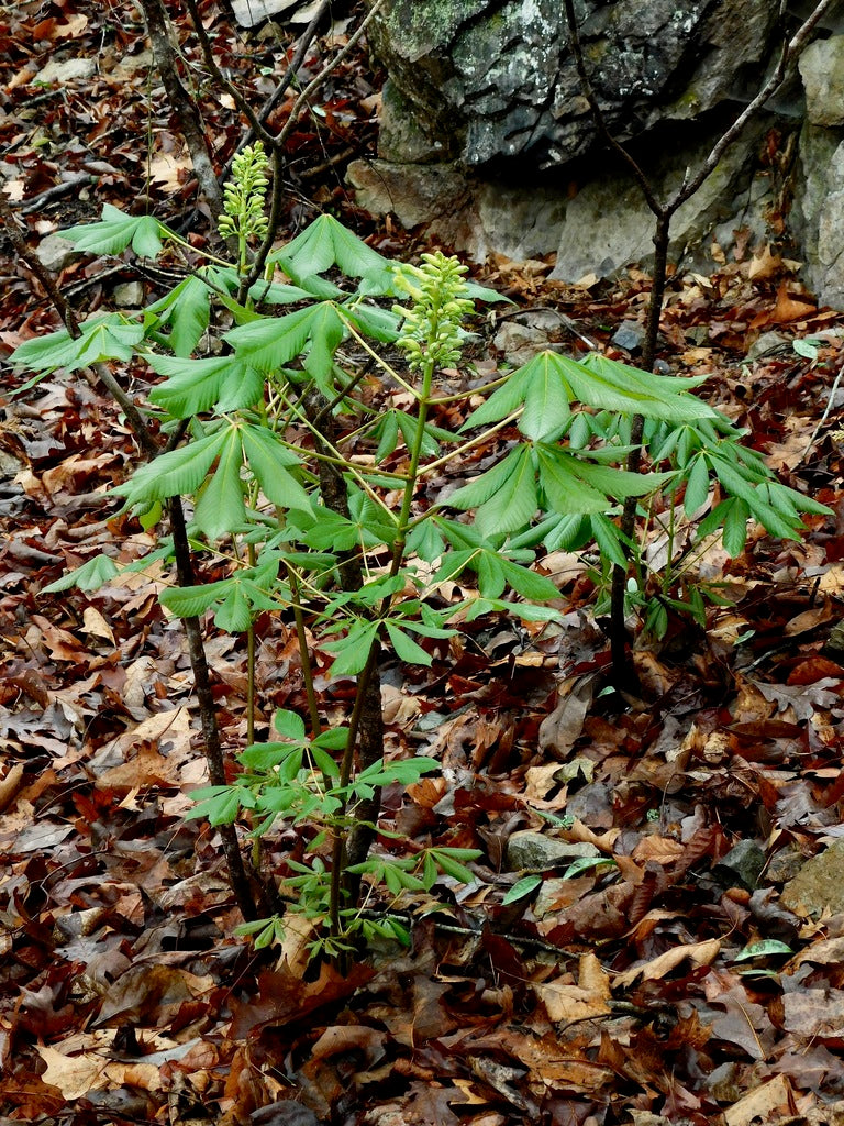 Aesculus &