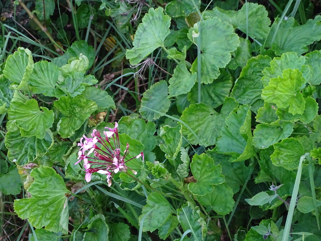 4.5" Fancy Leaf Geranium plant photo