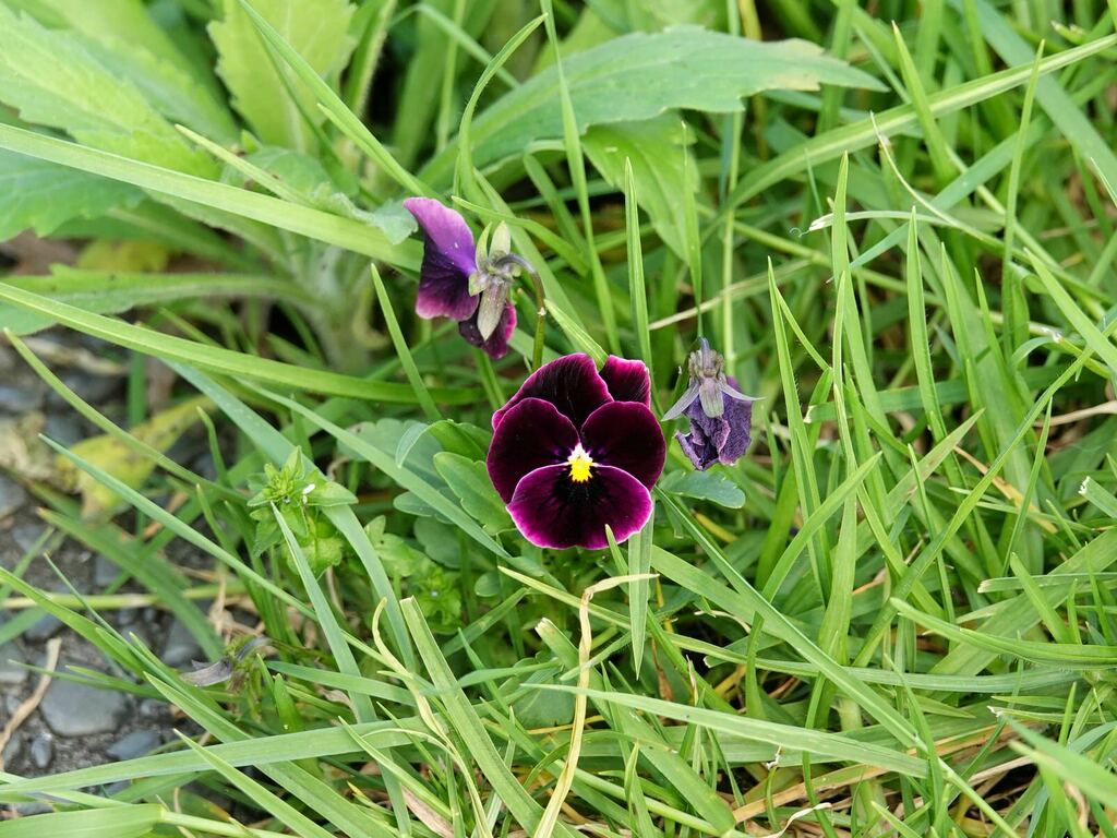 Pansy 6 pack plant photo