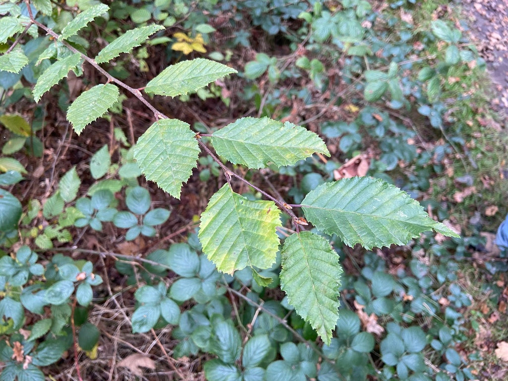 Hornbeam &