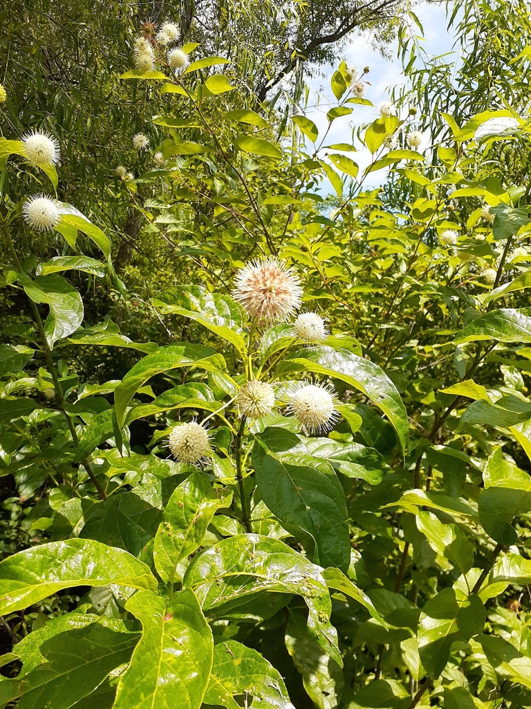 Native Buttonbush