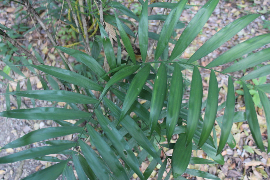 14" Palm Bamboo plant photo