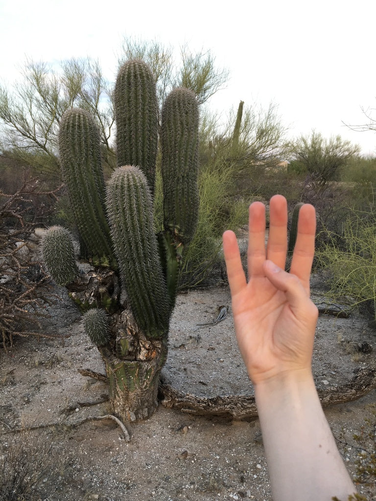 8in Saguaro cactus product photo