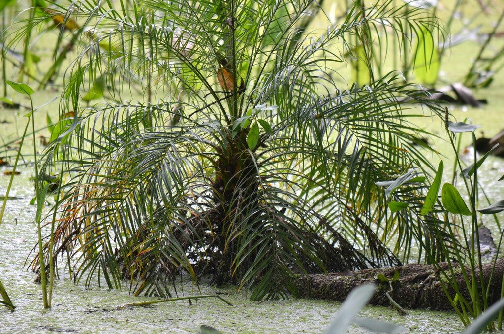 10" Palm Phoenix Roebelenii plant photo