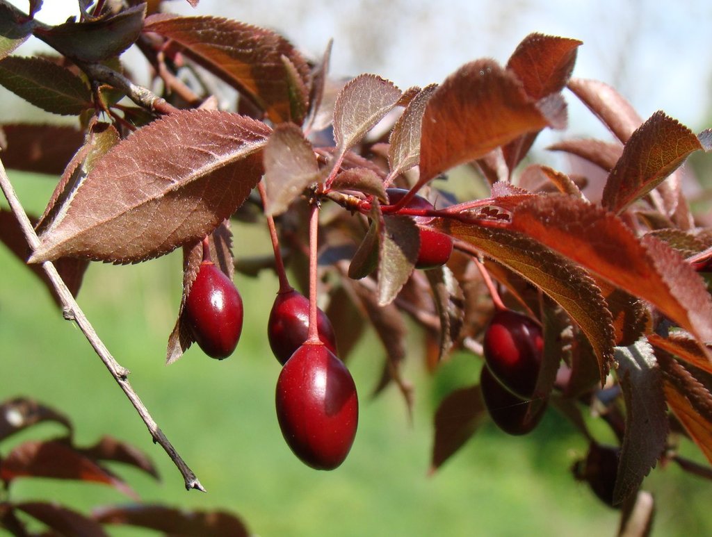 Plum &