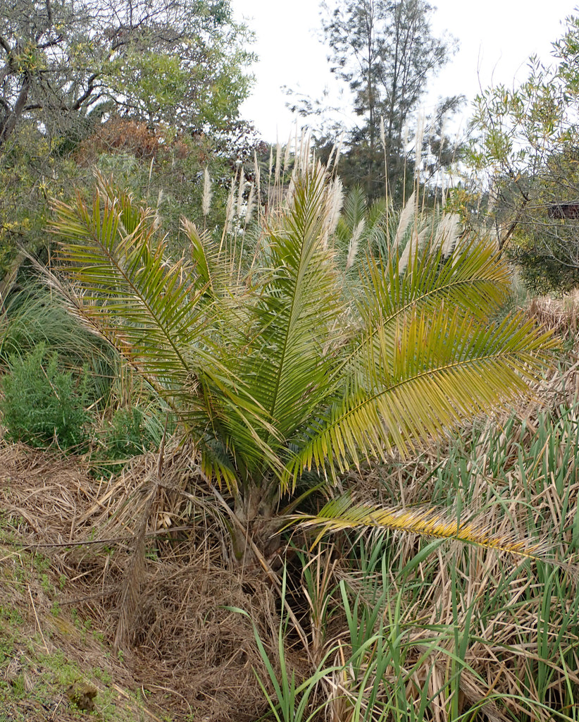 10" Palm Majesty plant photo