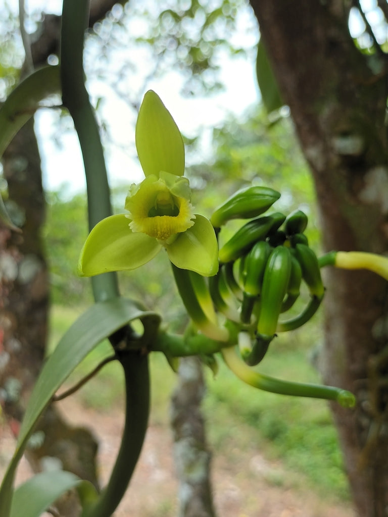 5" Orchid Vanilla Bean plant photo