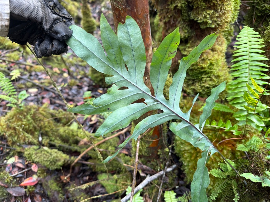 4" Fern Blue Star Davana plant photo