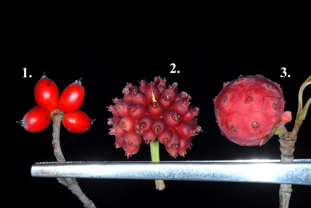 Dogwood &