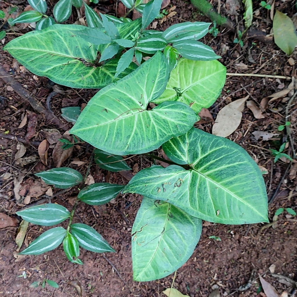 4" Syngonium Kiwi Delight plant photo