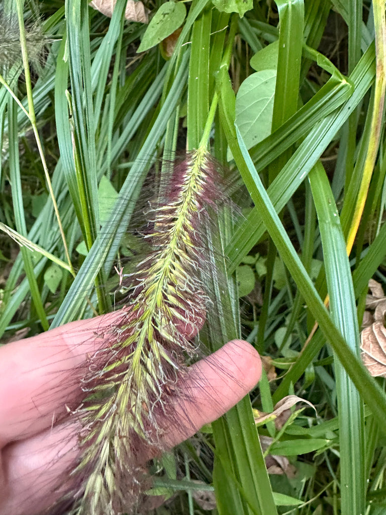 Grass Pennisetum &
