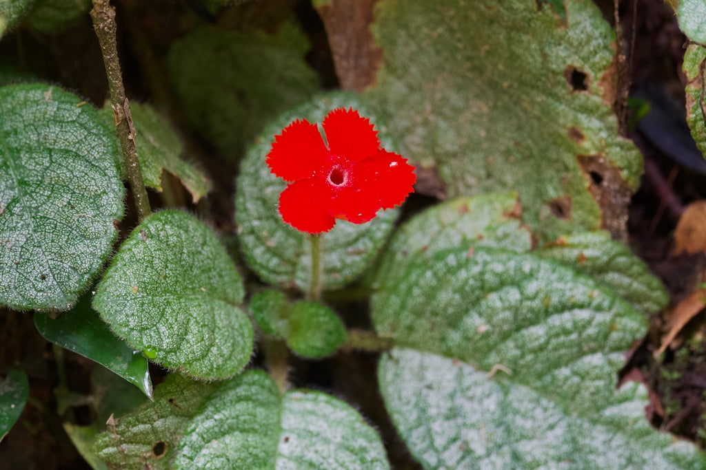 6" Episcia Pink Panther plant photo