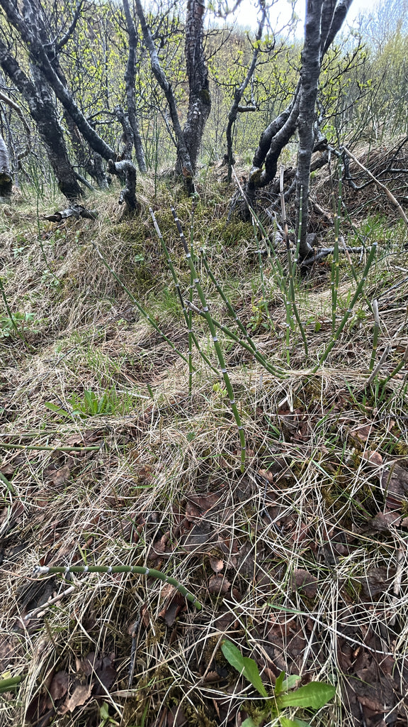 Equisetum hyemale - Horsetail Rush plant photo