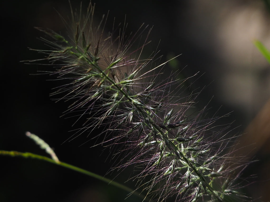 Grasses 1 gal 19.99 plant photo