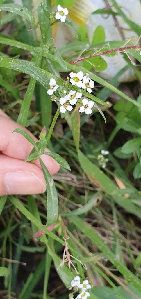 Alyssum 6-pack White plant photo