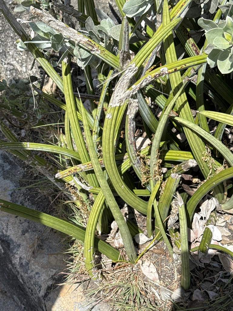 4" Sansevieria Bonji plant photo
