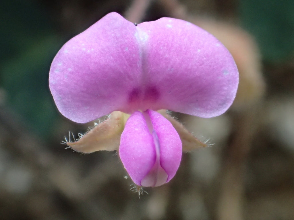 4" Christia Obcordata Butterfly Wing plant photo