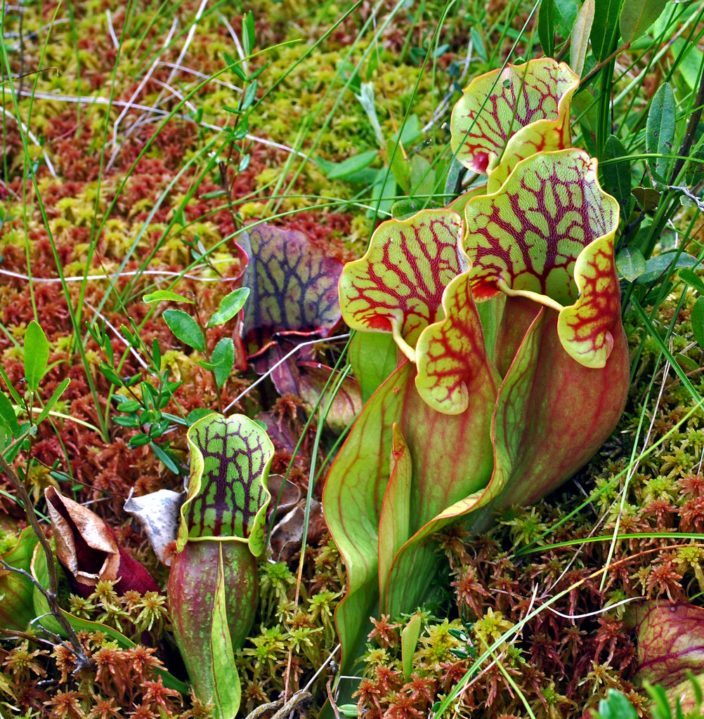 3" Sarracenia sp. purpurea plant photo