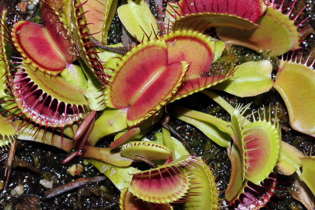 3" Venus Flytrap plant photo