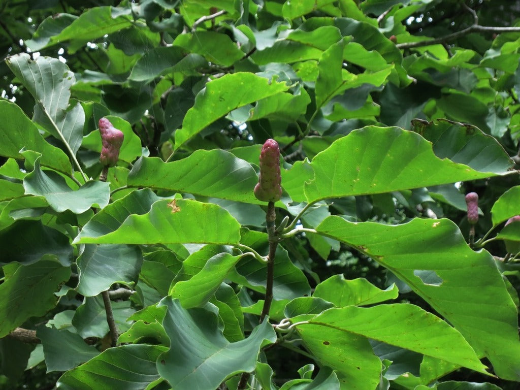 Magnolia &