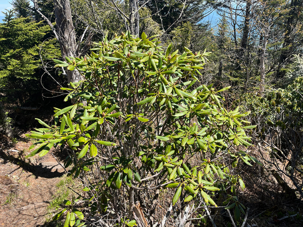 Rhododendron &