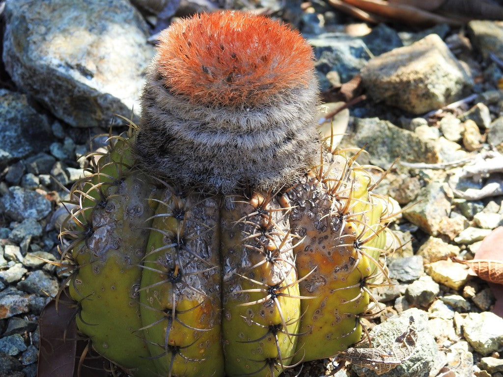 4" Cactus Melocactus matanzanus product photo