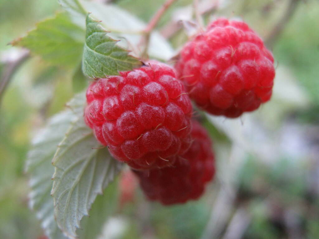 Rubus Bushel & Berry Raspberry Shortcake 1 gal plant photo