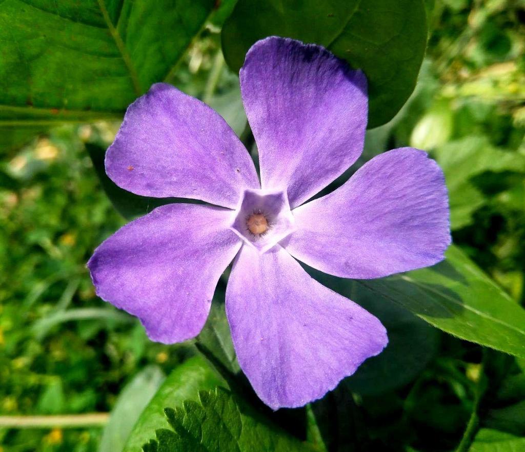 Vinca Vine Filler 6 pack plant photo