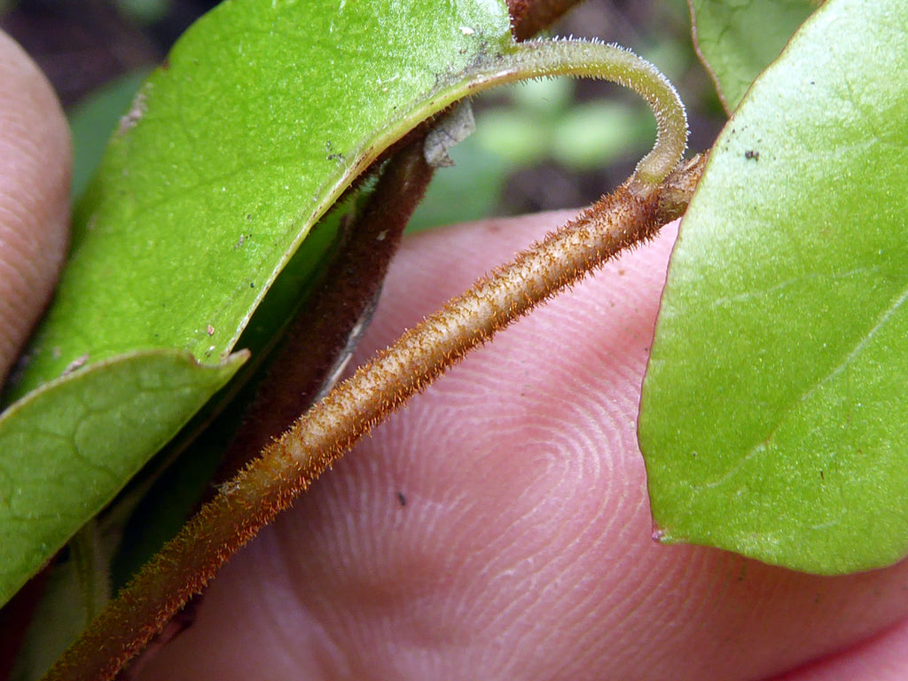 4" Wirevine plant photo