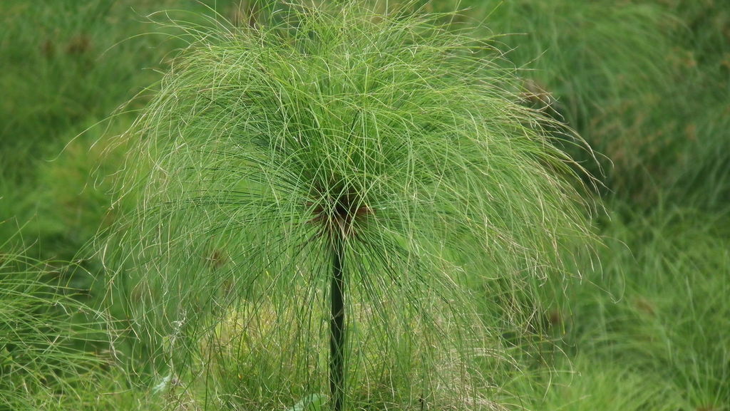Papyrus Grass 4" plant photo