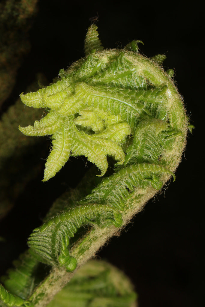 Fern Cinnamon 1 Gal plant photo