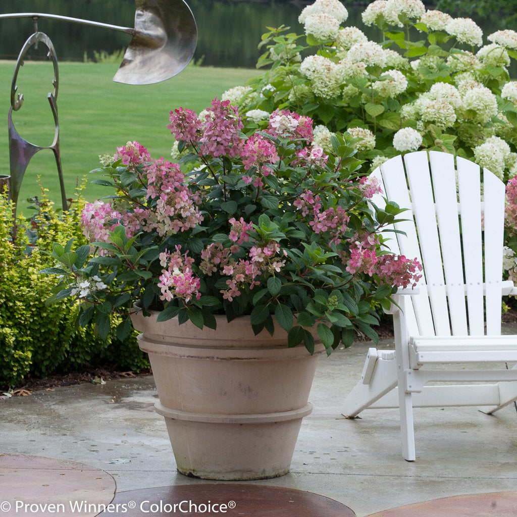 Hydrangea &