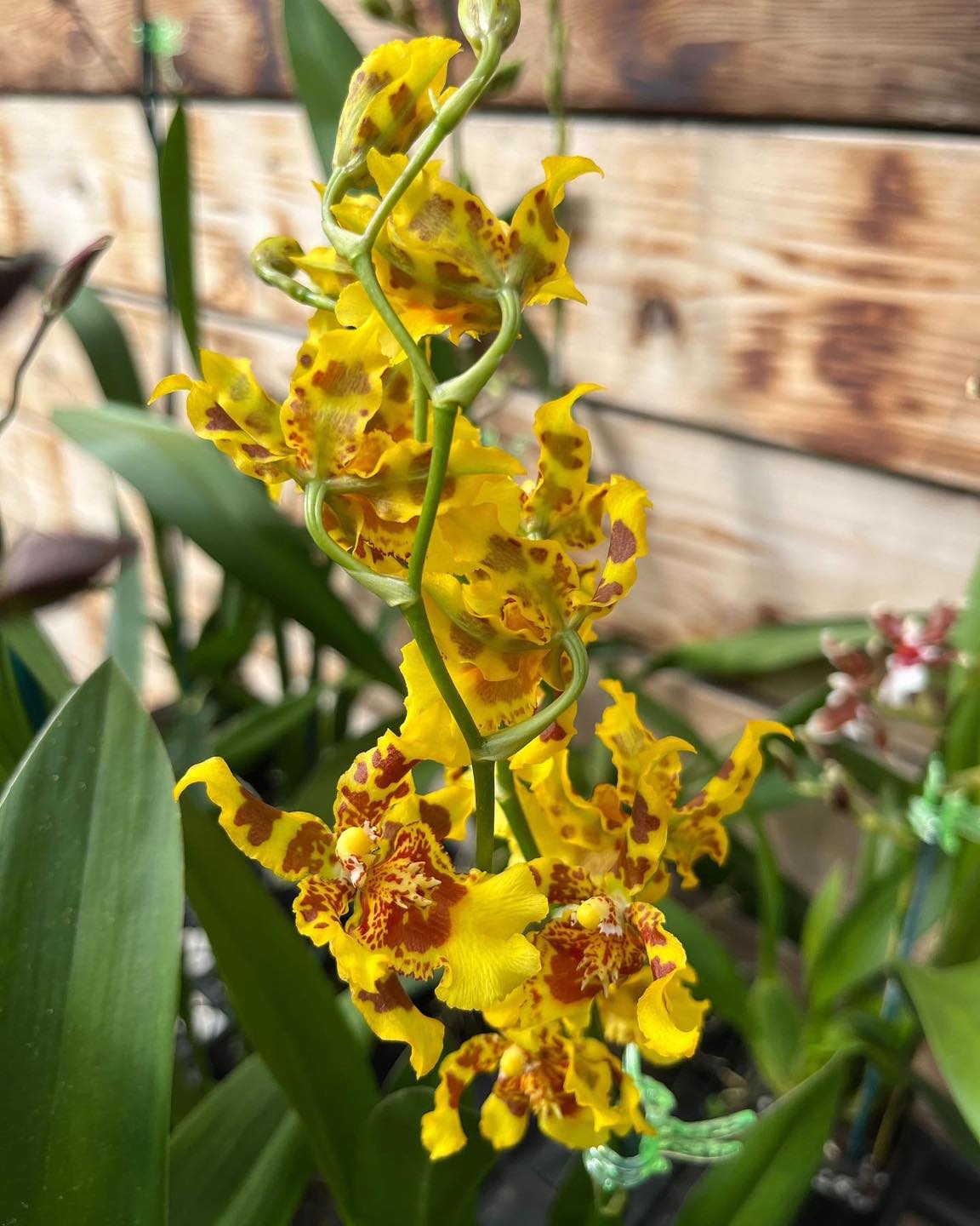 4" Orchid