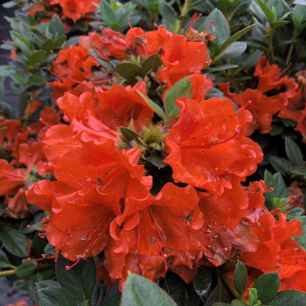 Azalea &