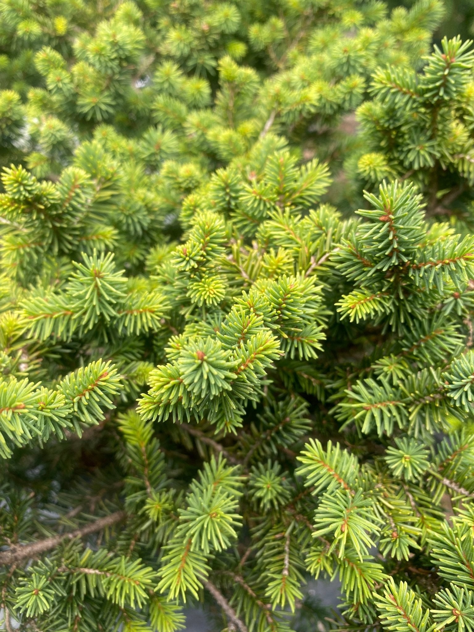 Spruce Pumila