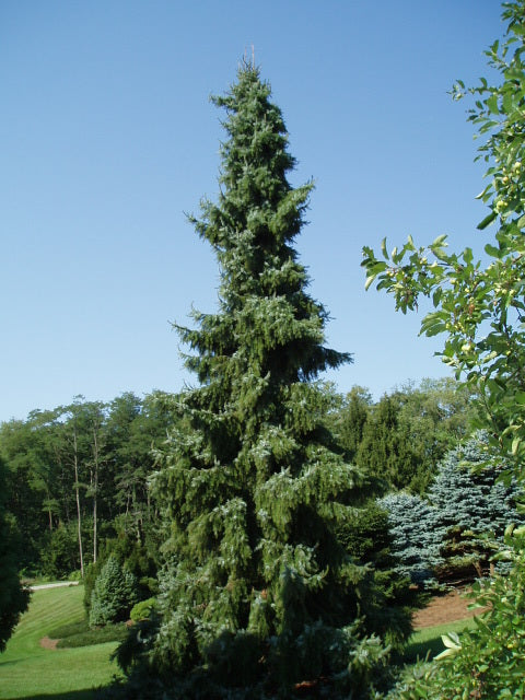Spruce &
