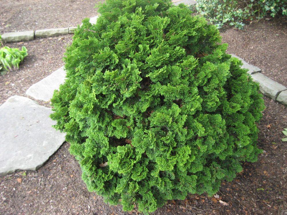 Templehof False Cypress (Chamaecyparis obtusa &