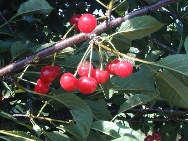 Montmorency Sour Cherry (Prunus cerasus &