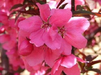 ShowTime™ Crabapple (Malus showtime &