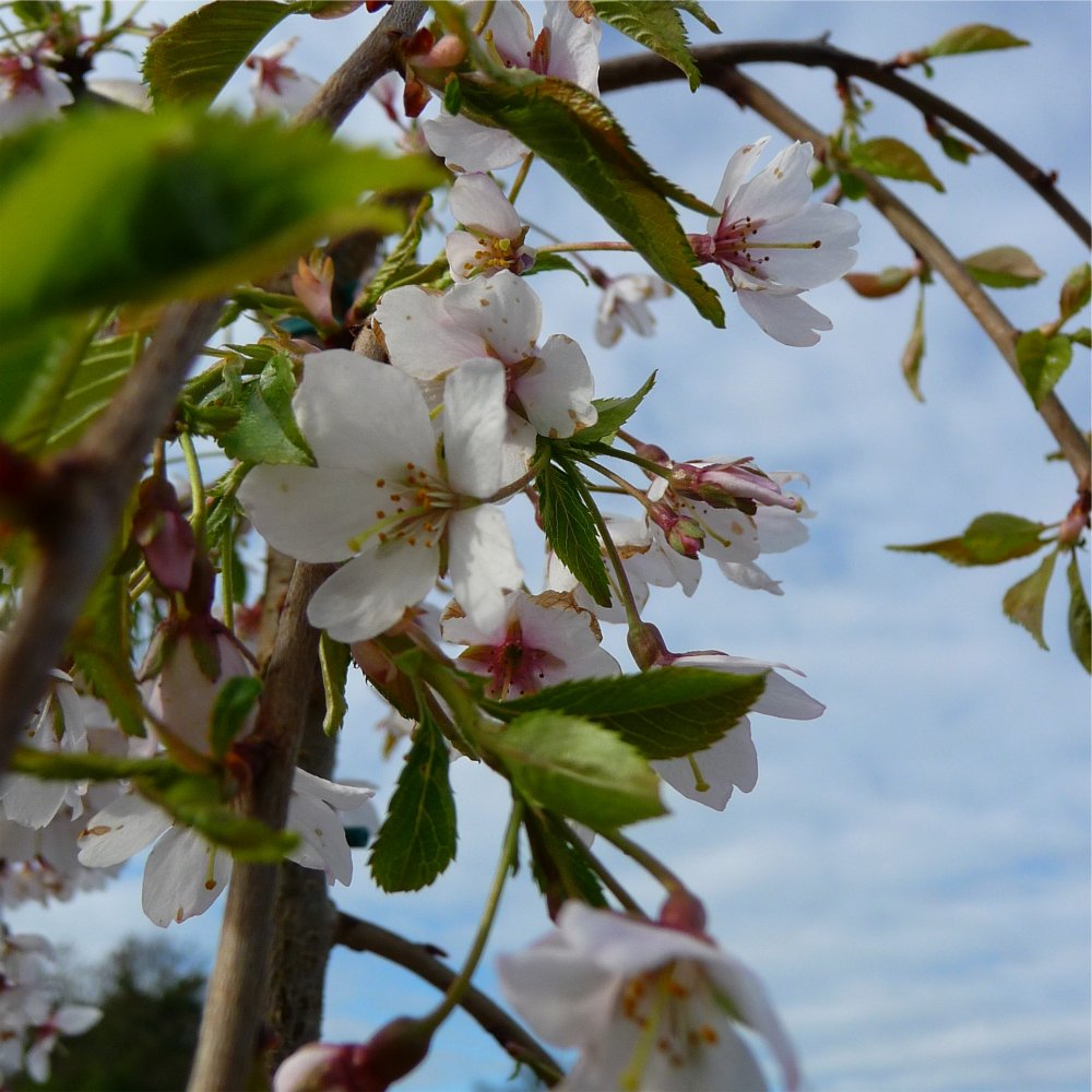 Weeping Higan Flowering Cherry (Prunus subhirtella &