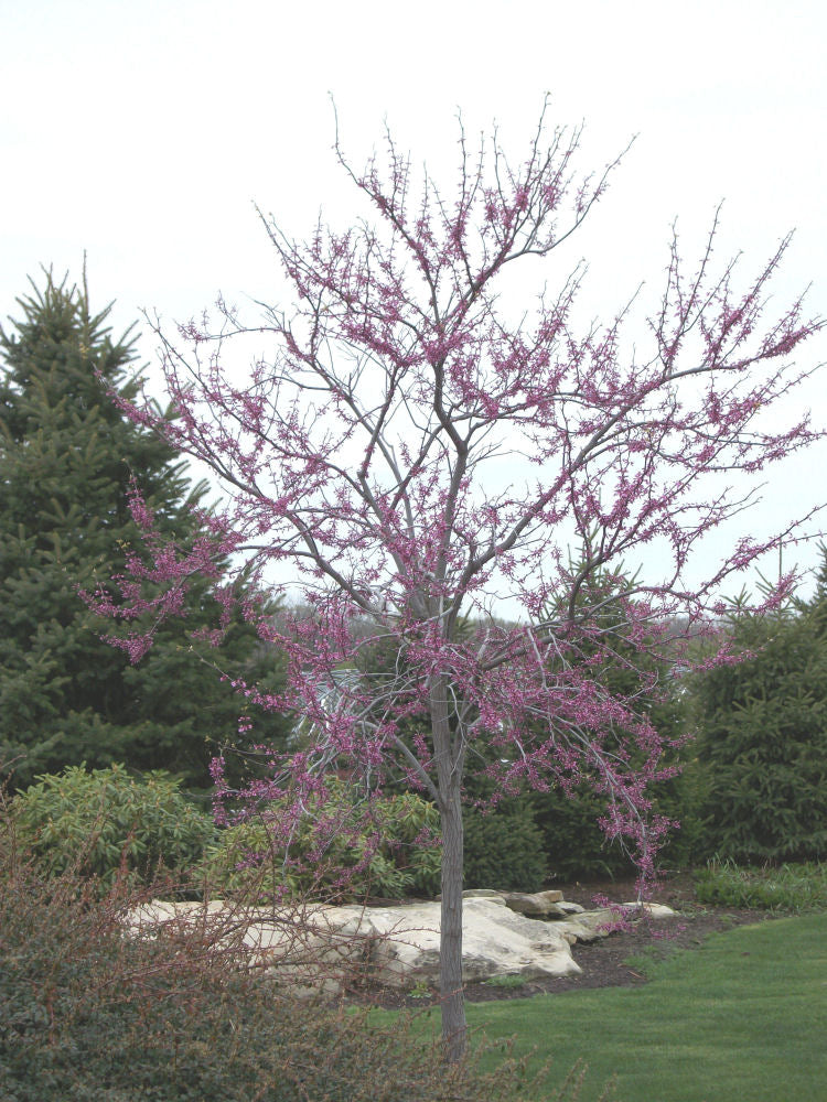 Eastern Redbud (Cercis canadensis) - 3 gallon