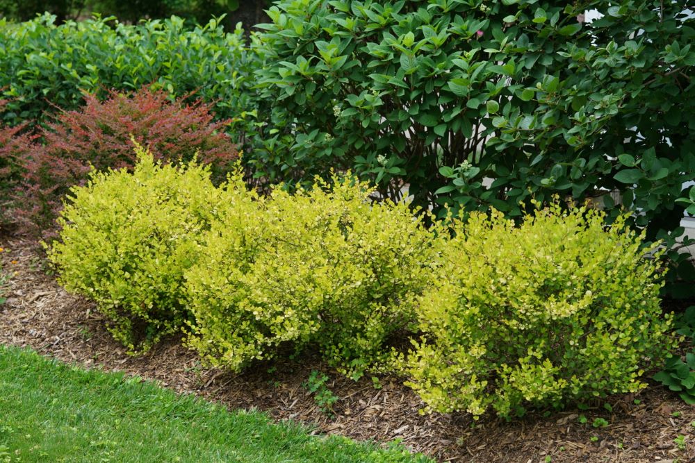 Cesky Gold® Dwarf Birch (Betula platyphylla &