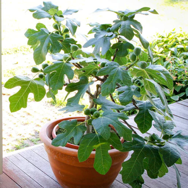 Compact Fig Tree (Ficus x &