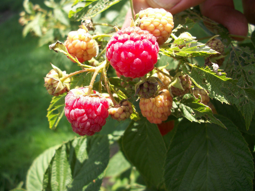 Heritage Everbearing Red Raspberry (Rubus idaeus &