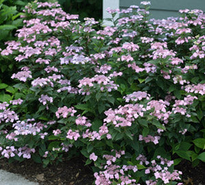 Tiny Tuff Stuff™ Mountain Hydrangea (Hydrangea &